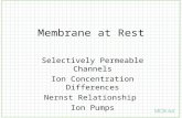 Membrane at Rest