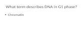What term describes DNA in G1 phase?