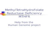MethylTetraHydroFolate Reductase Deficiency MTHFR Help from the  Human Genome project