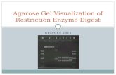 Agarose Gel Visualization of Restriction Enzyme Digest