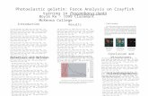 Photoelastic gelatin: Force Analysis on Crayfish turning in  Procambarus clarkii