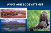 WHAT ARE ECOSYSTEMS?