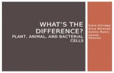 What’s the difference? Plant, animal, and bacterial cells