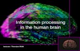 Information processing in the human brain