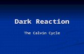 Dark Reaction