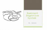 Ruminant Digestive System