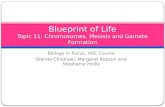 Blueprint of Life Topic  11: Chromosomes, Meiosis  and Gamete Formation