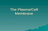 The Plasma/Cell Membrane