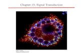 Chapter 15: Signal Transduction