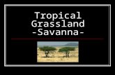 Tropical Grassland -Savanna-
