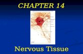 CHAPTER 14 Nervous Tissue