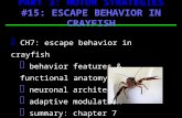 CH7: escape behavior in crayfish  behavior features & functional anatomy  neuronal architecture