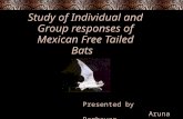 Study of Individual and Group responses of Mexican Free Tailed Bats
