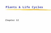 Plants & Life Cycles