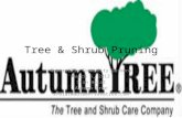 Tree & Shrub Pruning