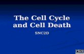 The Cell Cycle and Cell Death