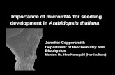 Importance of microRNA for seedling development in  Arabidopsis thaliana