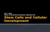 Stem Cells and Cellular Development