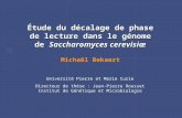 Étude du décalage de phase de lecture dans le génome de  Saccharomyces cerevisiæ