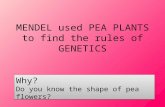 MENDEL used PEA PLANTS to find the rules of GENETICS