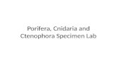 Porifera ,  Cnidaria  and  Ctenophora  Specimen Lab