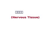 神经组织  (Nervous Tissue)