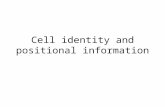 Cell identity and positional information