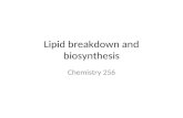 Lipid breakdown and biosynthesis