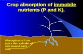 Crop absorption of  immobile  nutrients (P and K).