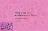 White Blood Cells Morphology and Counts