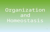 Organization and Homeostasis