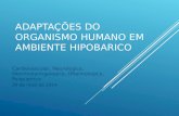Adaptações  do  Organismo Humano em Ambiente Hipobarico