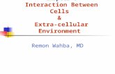 Chapter 6 Interaction Between Cells  &  Extra-cellular Environment