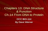 Chapters 13: DNA Structure & Function Ch.14 From DNA to Protein