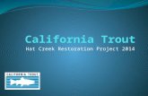 California Trout