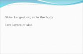Skin- Largest organ in the body Two layers of skin