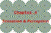 Chapter 4 Sensation & Perception