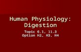 Human Physiology: Digestion