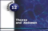 Thorax  and Abdomen