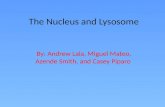 The Nucleus and Lysosome