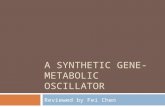 A synthetic Gene-metabolic Oscillator
