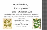 Belladonna ,  Hyoscyamus and  Stramonium Pharmaceutical drugs or Homeopathic Remedies