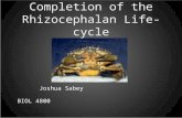 Completion of the Rhizocephalan Life-cycle