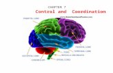 CHAPTER 7            Control and  Coordination