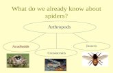 What do we already know about spiders?
