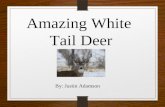 Amazing White  Tail Deer