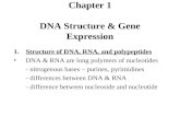 Chapter 1 DNA Structure & Gene Expression