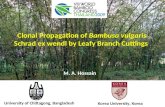 Clonal  Propagation of  Bambusa vulgaris Schrad  ex  wendl  by Leafy Branch Cuttings