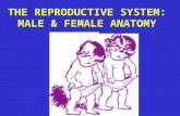 THE REPRODUCTIVE SYSTEM: MALE & FEMALE ANATOMY