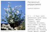 Perennial pepperweed